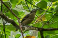 Wilson's Bird-of-paradise Diphyllodes respublica