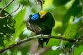 Wilson's Bird-of-paradise Diphyllodes respublica