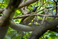 Wilson's Bird-of-paradise Diphyllodes respublica