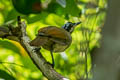 Wilson's Bird-of-paradise Diphyllodes respublica