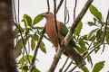 Wompoo Fruit Dove Ptilinopus magnificus poliurus