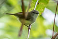 Yellow-bellied Gerygone Gerygone chrysogaster chrysogaster