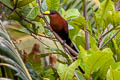 Yellow-billed Malkoha Rhamphococcyx calyorhynchus calyorhynchus