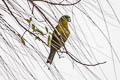 Yellow-breasted Racquet-tail Prioniturus flavicans