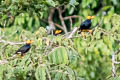 Yellow-faced Myna Mino dumontii