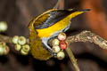 Yellow-sided Flowerpecker Dicaeum aureolimbatum aureolimbatum