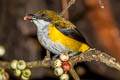 Yellow-sided Flowerpecker Dicaeum aureolimbatum aureolimbatum