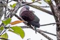 Zoe's Imperial Pigeon Ducula zoeae