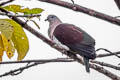 Zoe's Imperial Pigeon Ducula zoeae