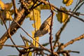 Agile Flowerpecker Pachyglossa agilis agile