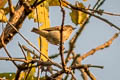 Agile Flowerpecker Pachyglossa agilis agile