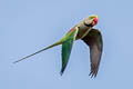 Alexandrine Parakeet Psittacula eupatria nipalensis