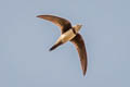 Alpine Swift Tachymarptis melba