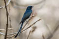 Ashy Drongo Dicrurus leucophaeus