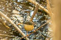 Ashy Prinia Prinia socialis stewarti