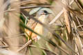 Ashy Prinia Prinia socialis stewarti