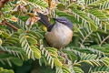 Ashy Prinia Prinia socialis stewarti