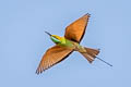 Asian Green Bee-eater Merops orientalis orientalis