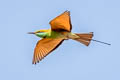 Asian Green Bee-eater Merops orientalis orientalis