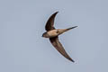 Asian Palm Swift Cypsiurus balasiensis balasiensis