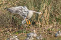 Bar-headed Goose Anser indicus