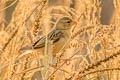 Baya Weaver Ploceus philippinus philippinus