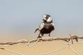 Black-crowned Sparrow-Lark Eremopterix nigriceps affinis