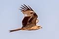 Black-eared Kite Milvus migrans lineatus