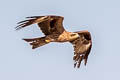 Black-eared Kite Milvus migrans lineatus