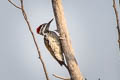 Black-rumped Flameback Dinopium benghalense