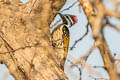 Black-rumped Flameback Dinopium benghalense