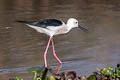 Black-winged Stilt Himantopus himantopus