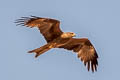 Black Kite Milvus migrans govinda