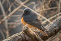 Black Redstart Phoenicurus ochruros