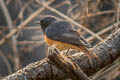 Black Redstart Phoenicurus ochruros