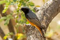 Black Redstart Phoenicurus ochruros