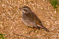 Bluethroat Luscinia svecica