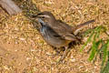 Bluethroat Luscinia svecica