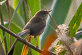 Blyth's Reed Warbler Acrocephalus dumetorum