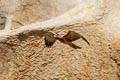 Bonelli's Eagle Aquila fasciata