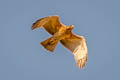 Bonelli's Eagle Aquila fasciata