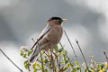 Brahminy Starling Sturnia pagodarum