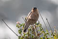 Brahminy Starling Sturnia pagodarum