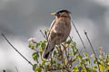 Brahminy Starling Sturnia pagodarum