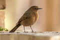 Brown Rock Chat Oenanthe fusca