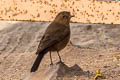 Brown Rock Chat Oenanthe fusca