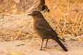 Brown Rock Chat Oenanthe fusca