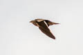 Chestnut-bellied Sandgrouse Pterocles exustus hindustan