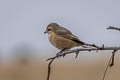 Chinese Shrike Lanius isabellinus arenarius