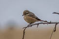 Chinese Shrike Lanius isabellinus arenarius